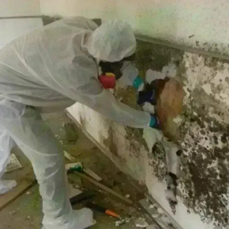 Mold Remediation and Removal in Jacksonville, OR